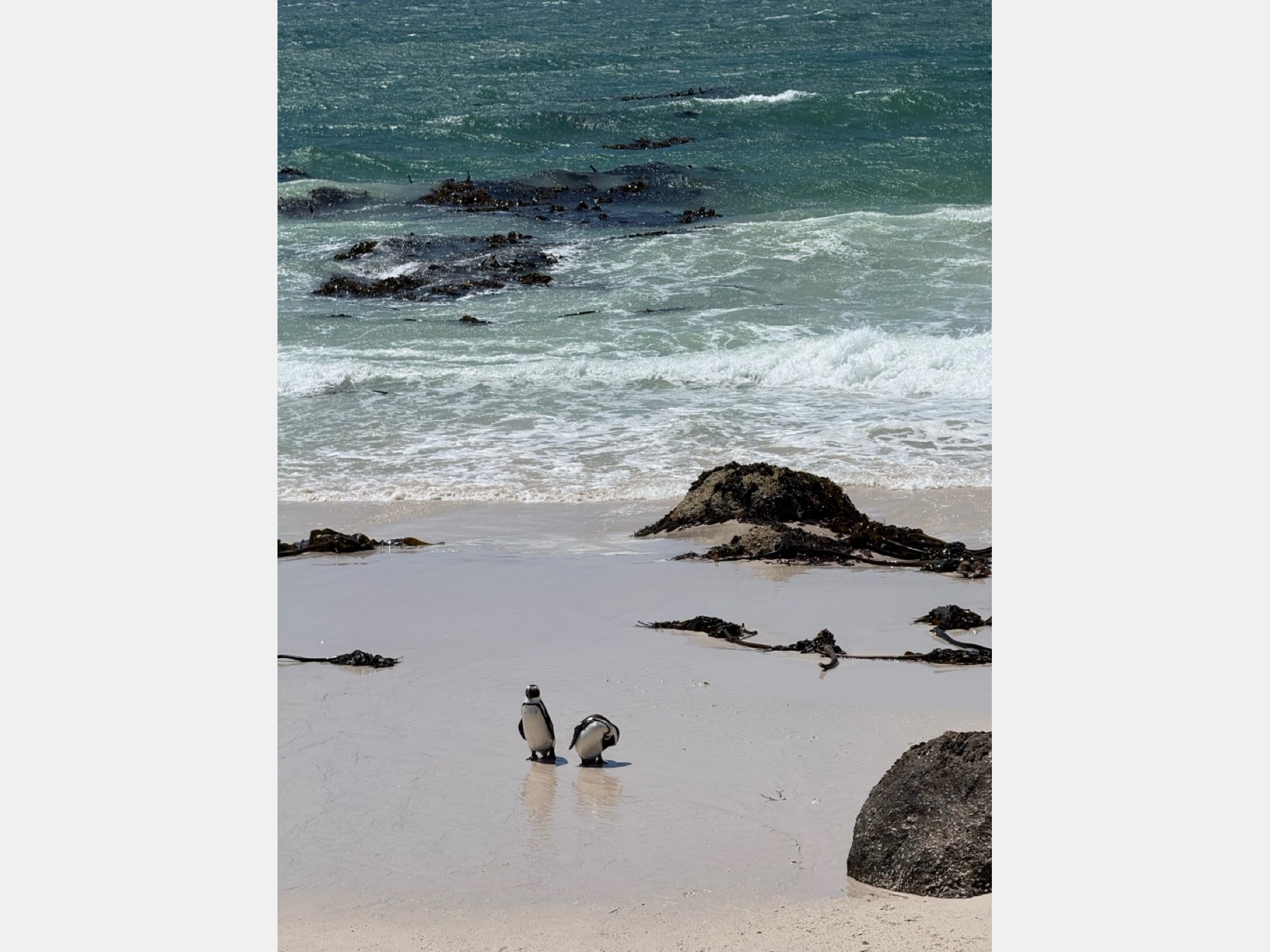 Image from Stellenbosch University