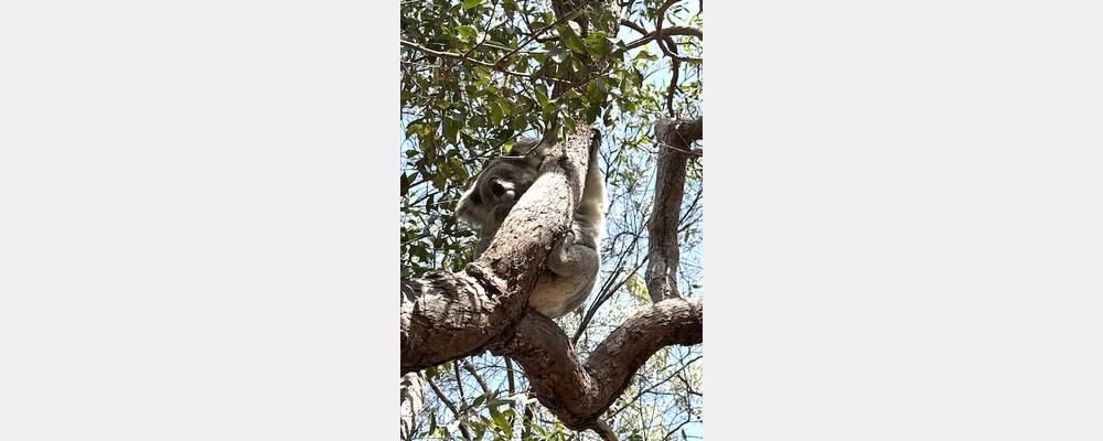 Image from The University of Sydney
