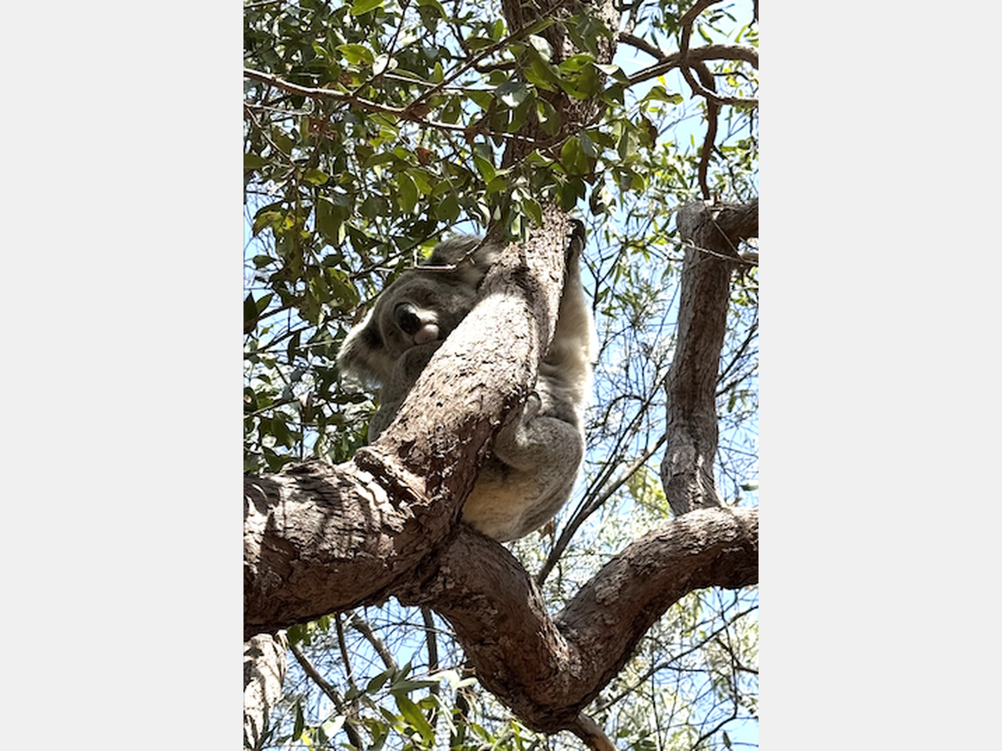 Image from The University of Sydney