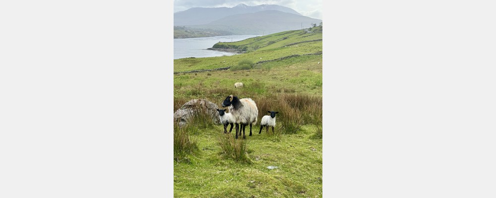 Image from University College Dublin