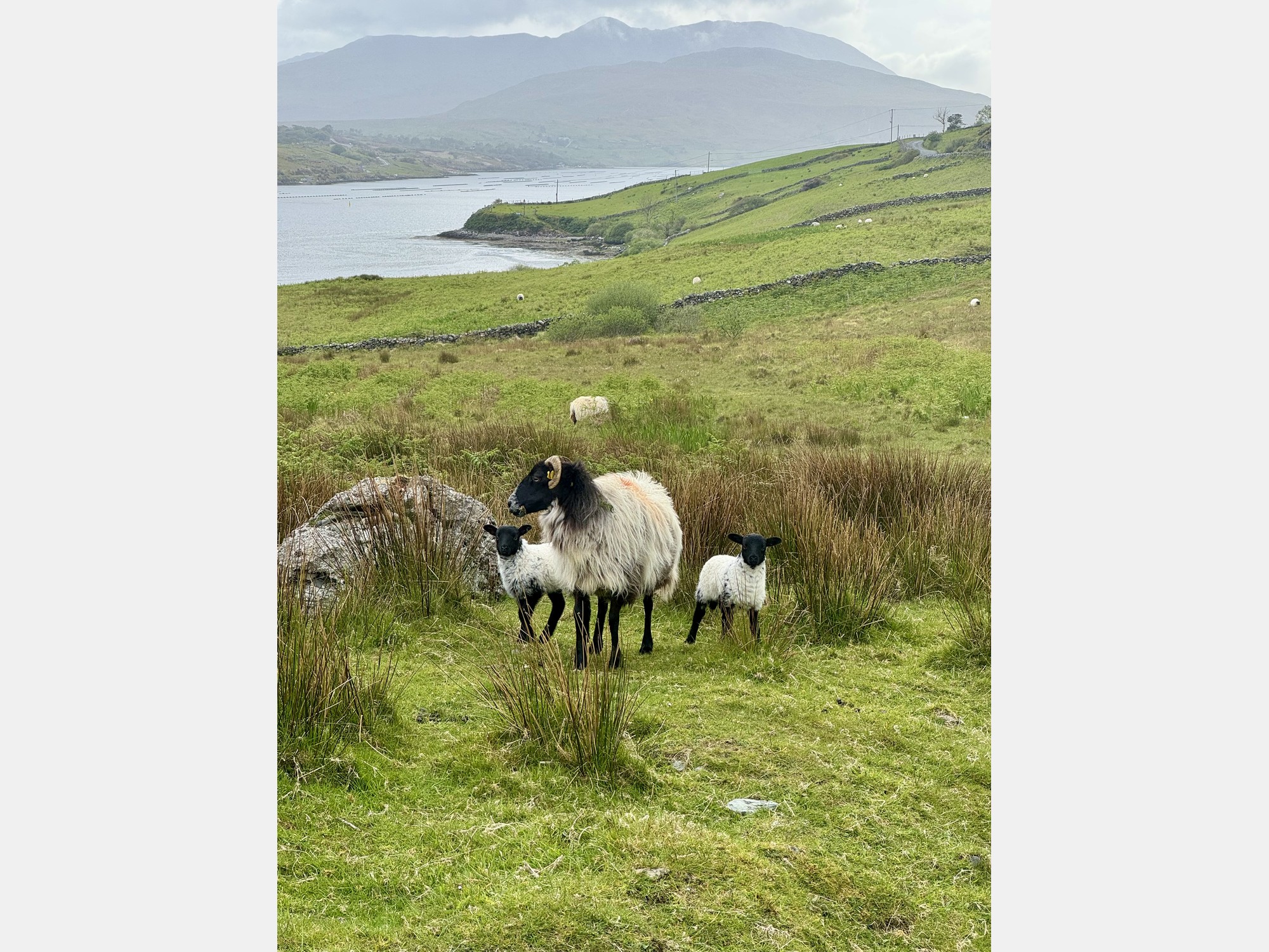Image from University College Dublin