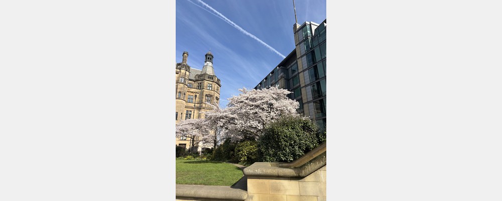 Image from The University of Sheffield