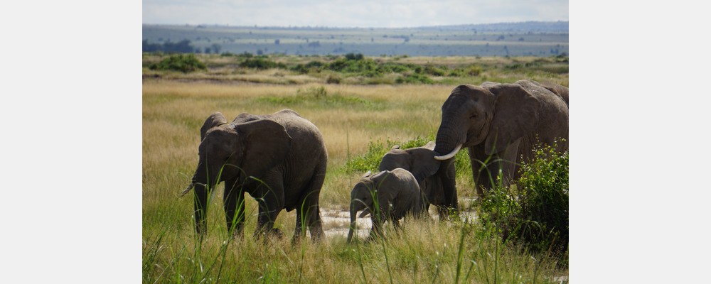 Image from Strathmore University