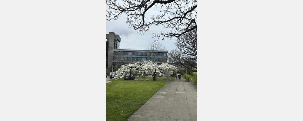 Image from University College Dublin